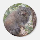 Pallas Cat Magnet (Voorkant)