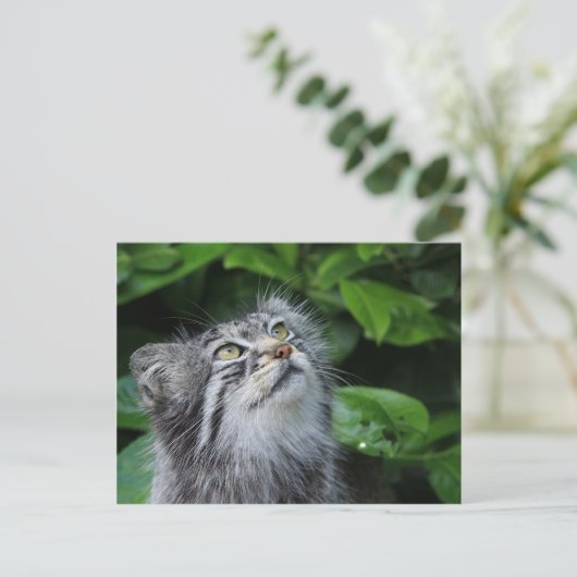 Pallas's kat briefkaart (Staand voorkant)