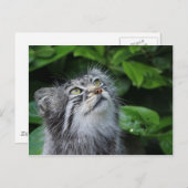 Pallas's kat briefkaart (Voorkant / Achterkant)