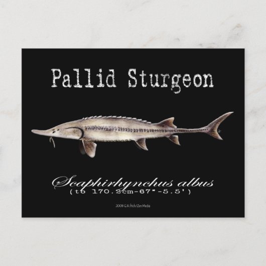 Pallid Sturgeon-Black-Briefkaart Briefkaart (Voorkant)