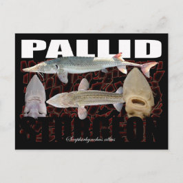 Pallid Sturgeon-Collage-Briefkaart Briefkaart
