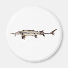 Pallid Sturgeon - Scaphirhynchus albus Magneet