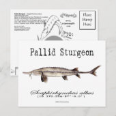 Pallidewit-Briefkaart Briefkaart (Voorkant / Achterkant)