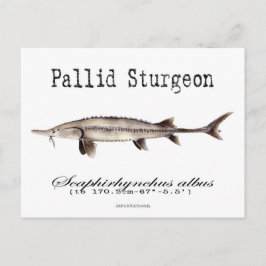 Pallidewit-Briefkaart Briefkaart