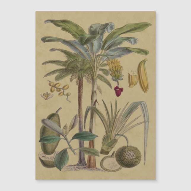 Palm Antiek tropische vruchten botanische kunst (Voorkant)