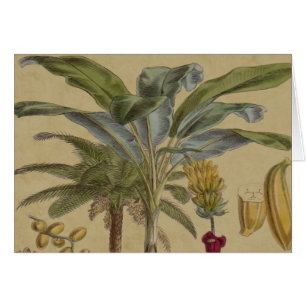 Palm Antiek tropische vruchten botanische kunst
