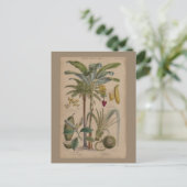 Palm Antiek tropische vruchten botanische kunst Briefkaart (Staand voorkant)
