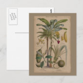Palm Antiek tropische vruchten botanische kunst Briefkaart (Voorkant / Achterkant)