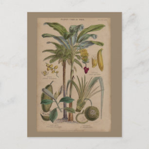 Palm Antiek tropische vruchten botanische kunst Briefkaart