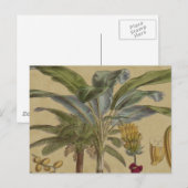 Palm Antiek tropische vruchten botanische kunst Briefkaart (Voorkant / Achterkant)
