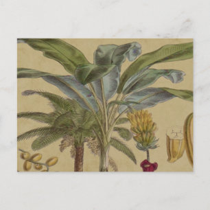 Palm Antiek tropische vruchten botanische kunst Briefkaart