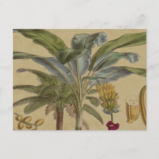 Palm Antiek tropische vruchten botanische kunst Briefkaart (Voorkant)