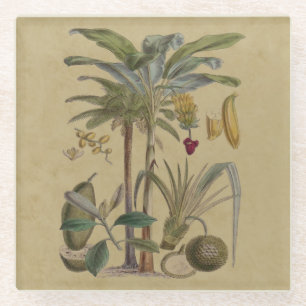 Palm Antiek tropische vruchten botanische kunst Glazen Onderzetter