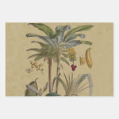 Palm Antiek tropische vruchten botanische kunst Inpakpapier Vel (Voorkant)