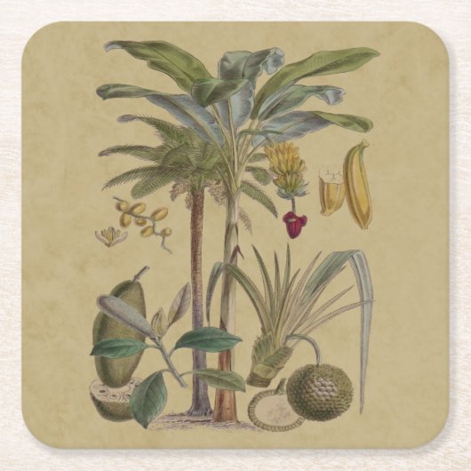 Palm Antiek tropische vruchten botanische kunst Kartonnen Onderzetters (Voorkant)