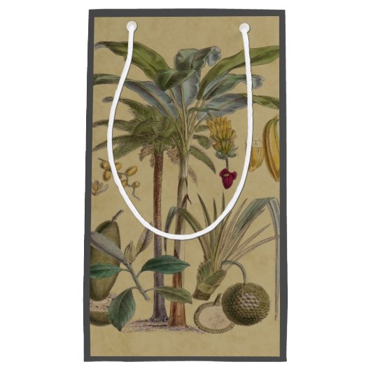 Palm Antiek tropische vruchten botanische kunst Klein Cadeauzakje (Voorkant)