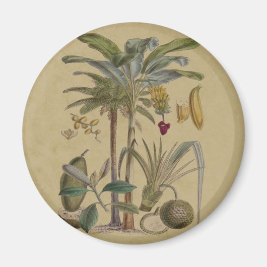 Palm Antiek tropische vruchten botanische kunst Magneet (Voorkant)