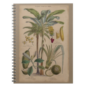 Palm Antiek tropische vruchten botanische kunst Notitieboek