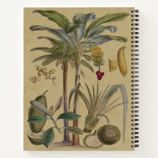 Palm Antiek tropische vruchten botanische kunst Notitieboek (Achterkant)
