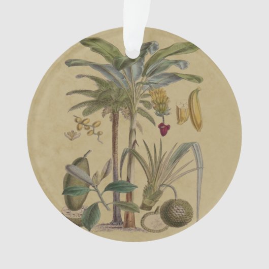 Palm Antiek tropische vruchten botanische kunst Ornament (voorkant)
