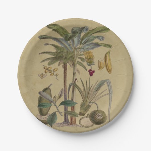 Palm Antiek tropische vruchten botanische kunst Papieren Bordje (Voorkant)