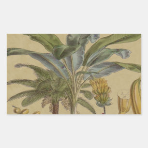 Palm Antiek tropische vruchten botanische kunst Rechthoekige Sticker