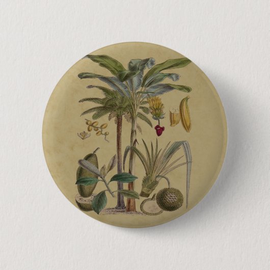 Palm Antiek tropische vruchten botanische kunst Ronde Button 5,7 Cm (Voorkant)