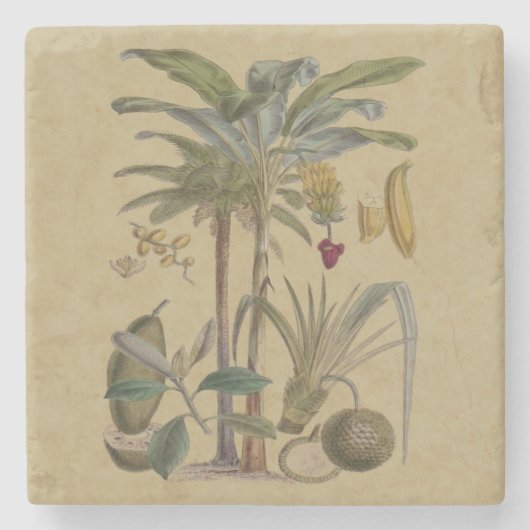 Palm Antiek tropische vruchten botanische kunst Stenen Onderzetter (Voorkant)