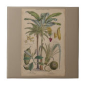 Palm Antiek tropische vruchten botanische kunst Tegeltje (Voorkant)