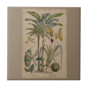 Palm Antiek tropische vruchten botanische kunst Tegeltje
