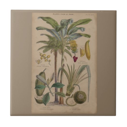 Palm Antiek tropische vruchten botanische kunst Tegeltje (Voorkant)