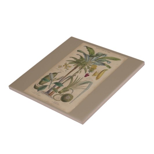 Palm Antiek tropische vruchten botanische kunst Tegeltje (Zijkant)