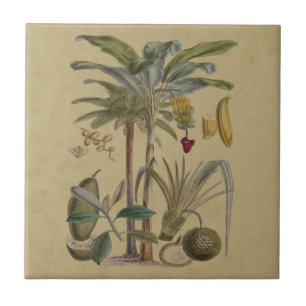 Palm Antiek tropische vruchten botanische kunst Tegeltje