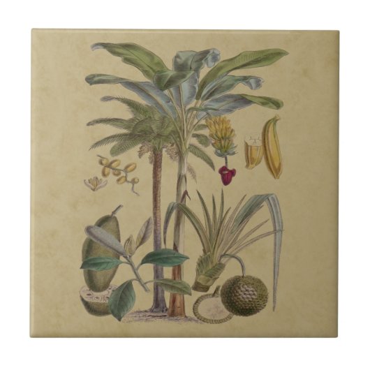 Palm Antiek tropische vruchten botanische kunst Tegeltje (Voorkant)