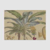 Palm Antiek tropische vruchten botanische kunst Tissuepapier (Voorkant)