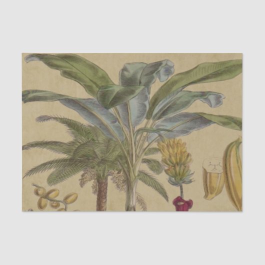 Palm Antiek tropische vruchten botanische kunst Tissuepapier (Voorkant)
