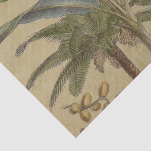 Palm Antiek tropische vruchten botanische kunst Tissuepapier (Detail)