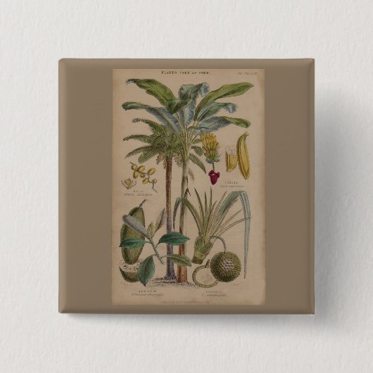 Palm Antiek tropische vruchten botanische kunst Vierkante Button 5,1 Cm (Voorkant)