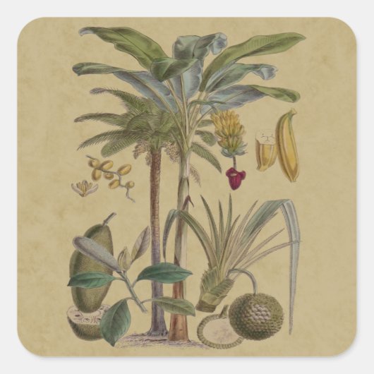 Palm Antiek tropische vruchten botanische kunst Vierkante Sticker (Voorkant)