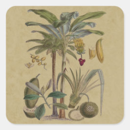 Palm Antiek tropische vruchten botanische kunst Vierkante Sticker