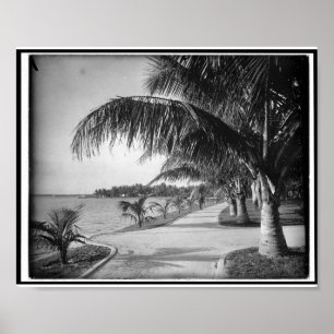 Palm Beach, Florida c1894  Poster