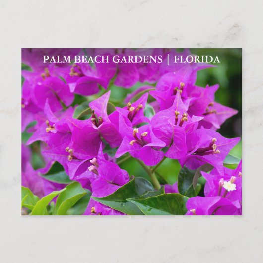 Palm Beach Gardens Florida Floral Travel Briefkaart (Voorkant)