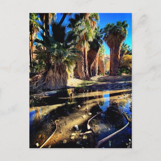 Palm Canyon Californië Briefkaart (Voorkant)
