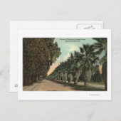 Palm en Pepper Trees naast Avenue Briefkaart (Voorkant / Achterkant)