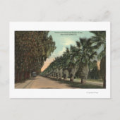 Palm en Pepper Trees naast Avenue Briefkaart (Voorkant)