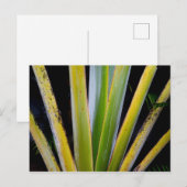 Palm Fan Briefkaart (Voorkant / Achterkant)