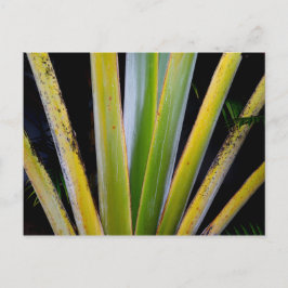 Palm Fan Briefkaart