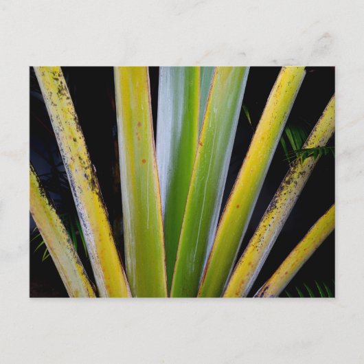 Palm Fan Briefkaart (Voorkant)