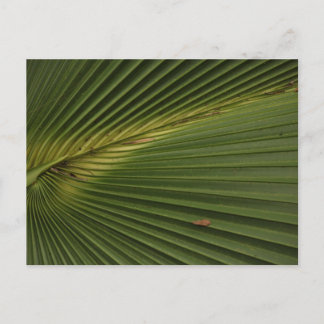 Palm Frond Briefkaart