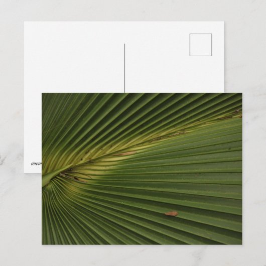 Palm Frond Briefkaart (Voorkant / Achterkant)